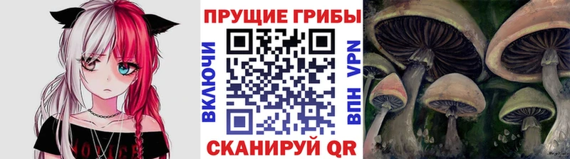 Псилоцибиновые грибы Psilocybe  цена наркотик  Холм 